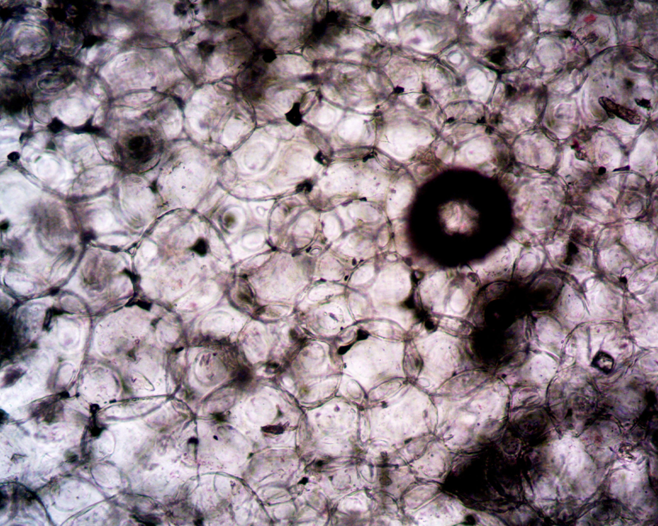 Mostra macroscòpica de l' estructura alveolar per a l' estudi i desenvolupament de teràpies contra la Hipertensió Pulmonar associada a Malaltia Pulmonar Intersticial a Ferrer.