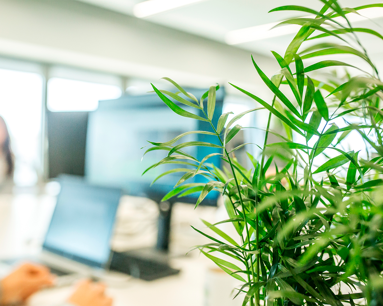 Planta verde de oficina en primer plano con un fondo borroso de oficina con pantallas de ordenador y una persona trabajando.