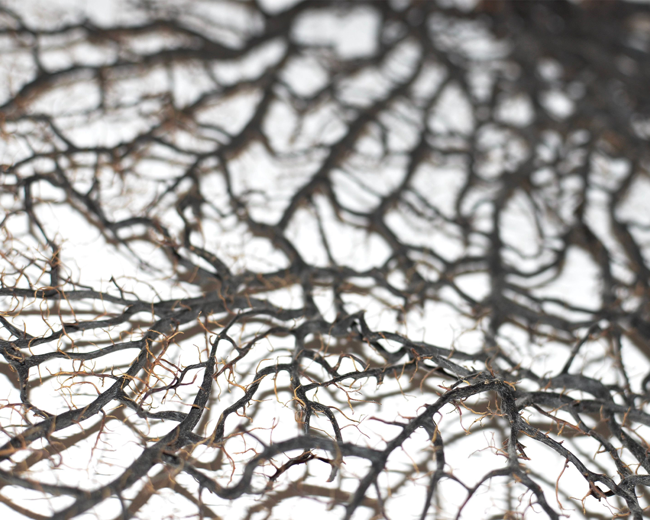 Neuronal tissue sample analyzed for the pharmacological investigation of Progressive Supranuclear Palsy in the Ferrer pipeline.