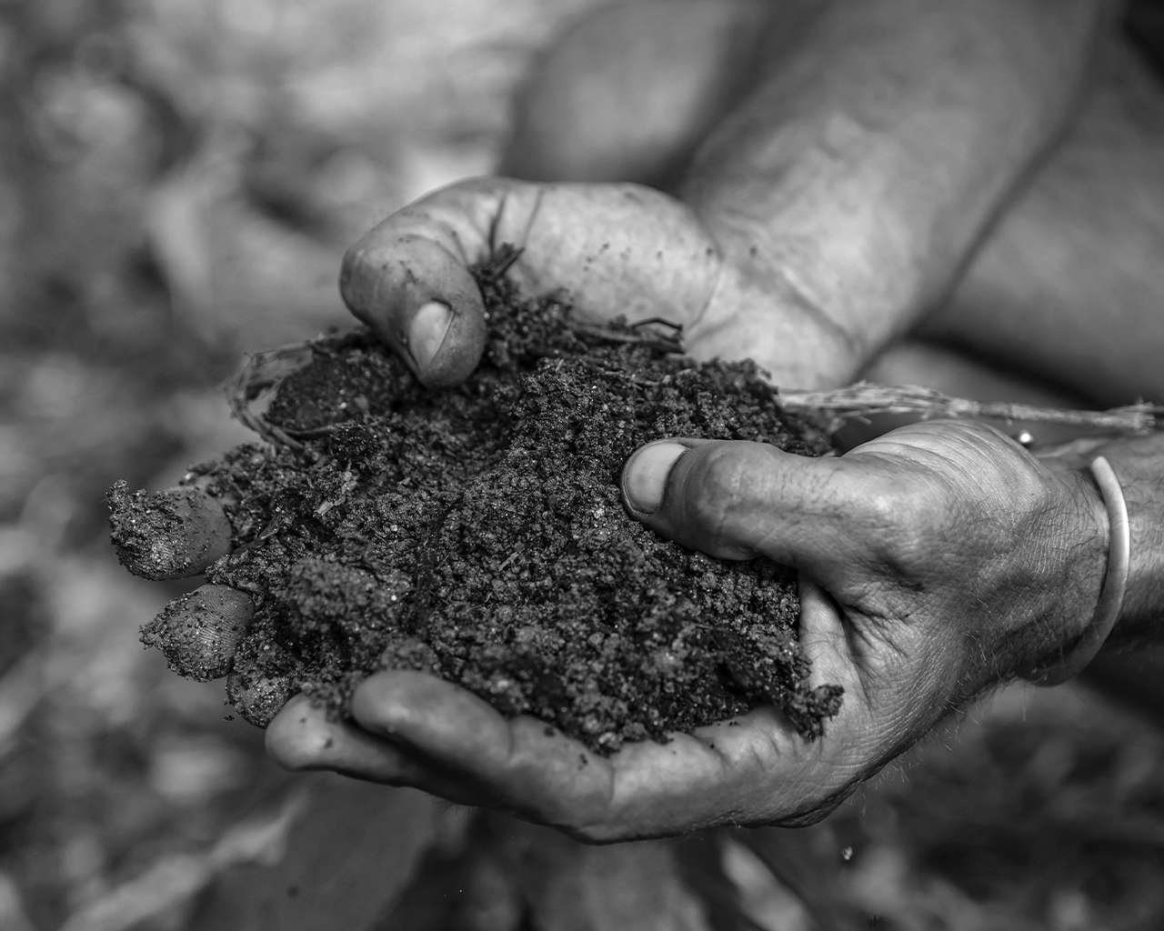 Primer pla d' unes mans sostenint terra o compost en un entorn natural.