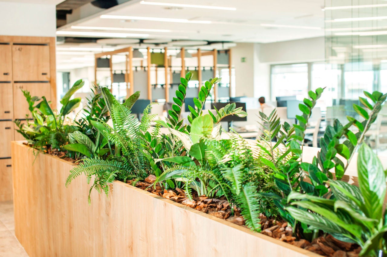 Jardinera con abundantes plantas verdes en una oficina moderna y luminosa, con puestos de trabajo al fondo desenfocados.