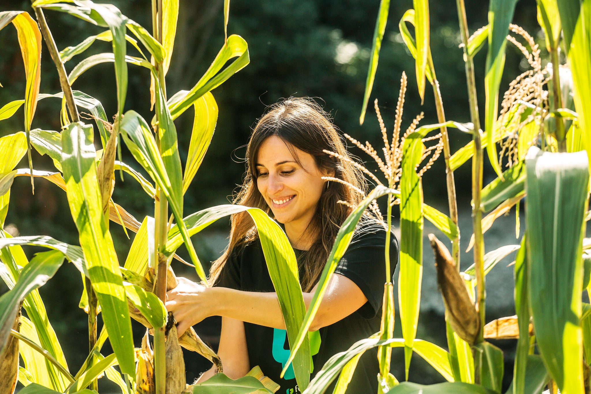 Woman smiling among corn plants in a natural environment, while picking an ear of corn under the sunlight.