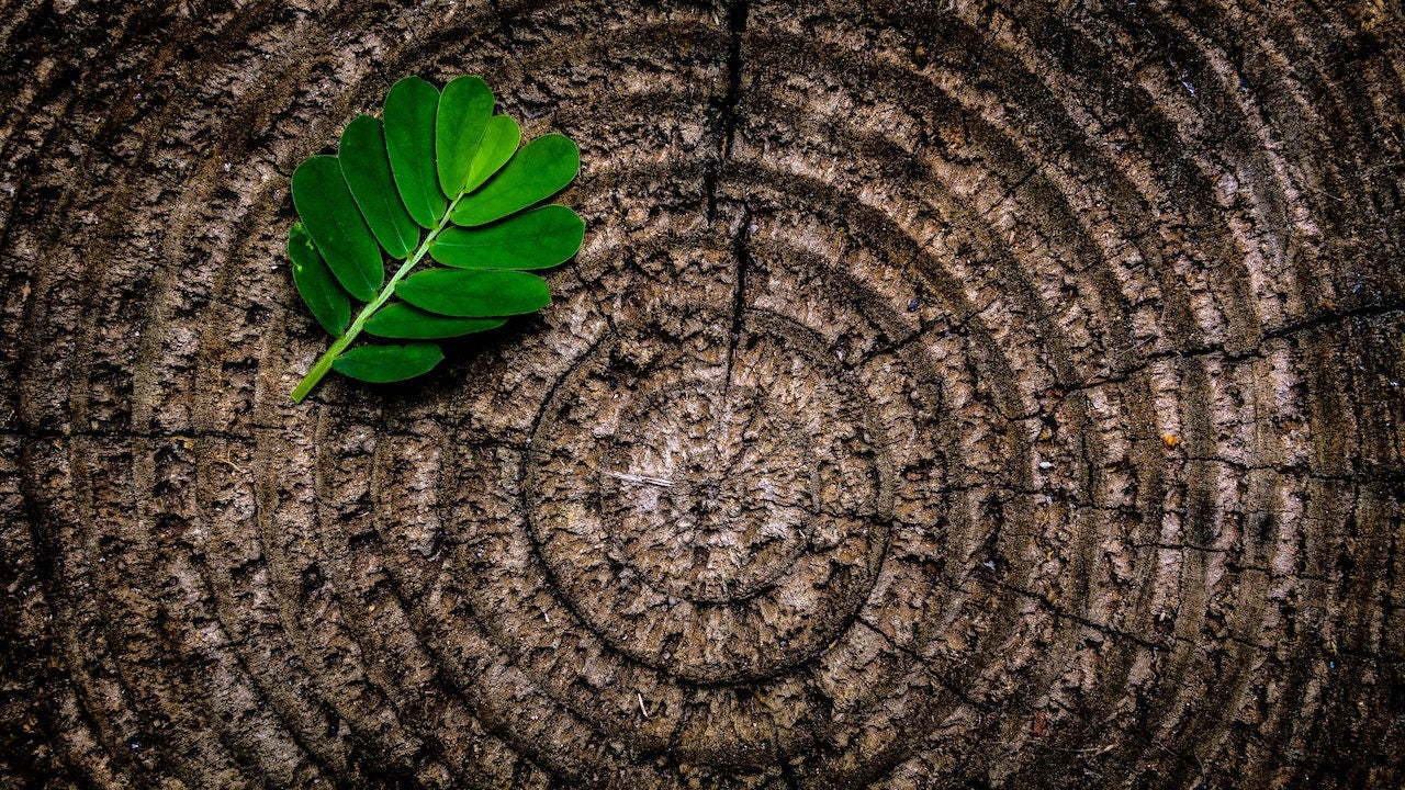 Green leaf over a trunk section, with the growth rings of the wood visible in detail.